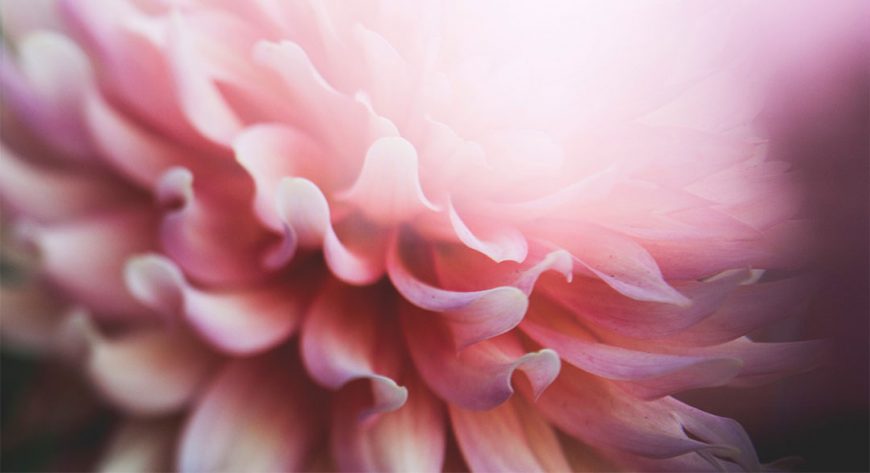 modern mystery school soul flower