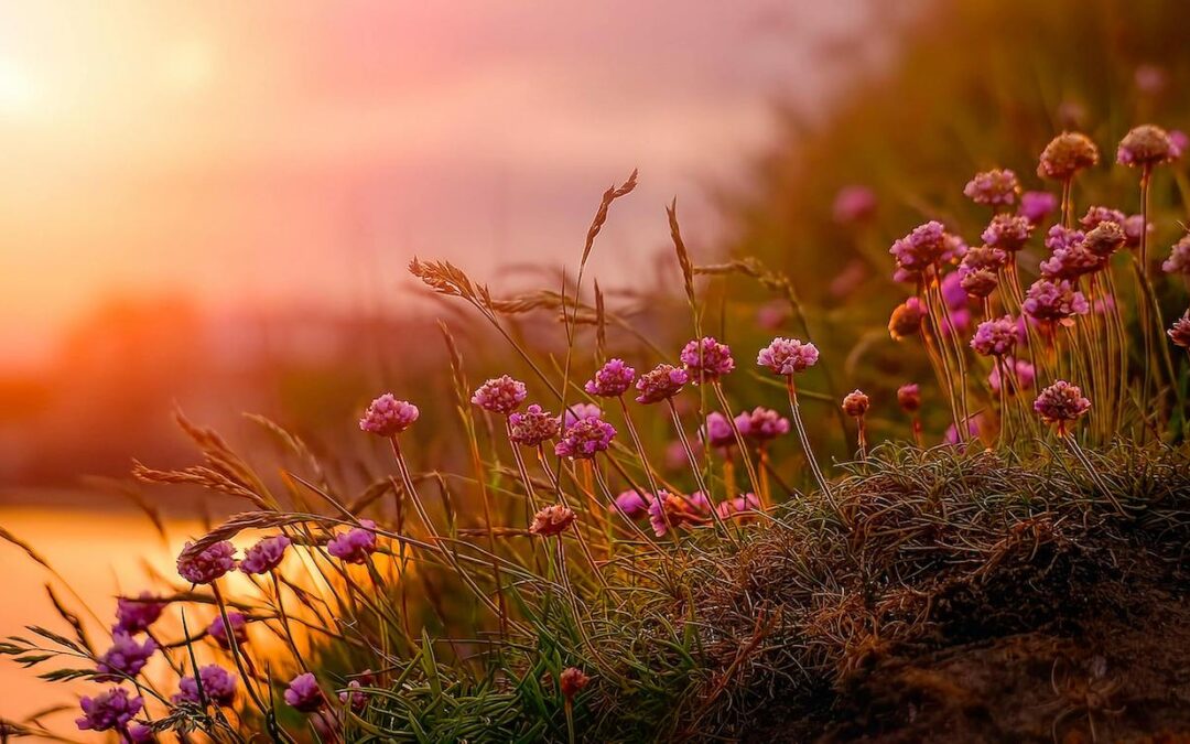 Summer Solstice Ceremony – TO